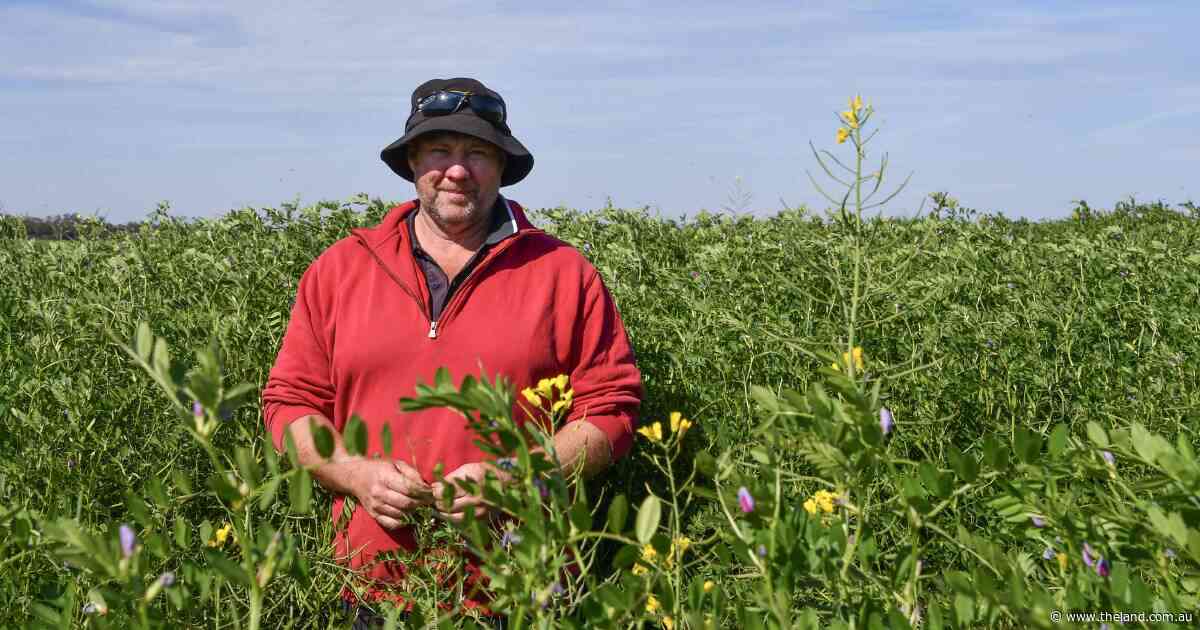 How intercropping is slashing inputs and 'generating income off every part of the block'