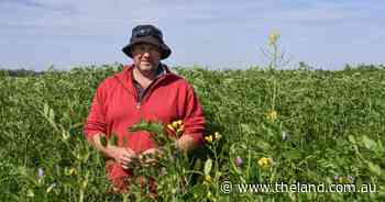 How intercropping is slashing inputs and 'generating income off every part of the block'