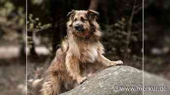 Hund sucht neue Familie: „Durch schweren Schicksalsschlag sein Zuhause verloren“