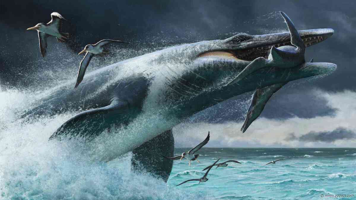 20,000-pound mosasaurs ambushed prey with sneak attacks