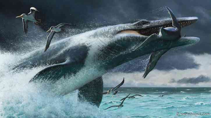 20,000-pound mosasaurs ambushed prey with sneak attacks