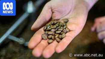 'Consumers should feel ripped off': How coffee brands have changed