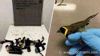 2nd man accused of trying to smuggle birds arrested at MIA this week