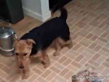 Missing dog found alive after frantic search at DFW Airport