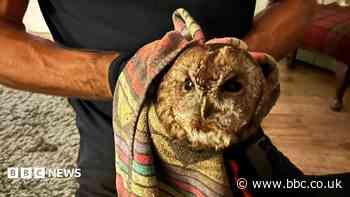 'Big eyes looking at us' - Chimney sweep rescues owl trapped in stove pipe