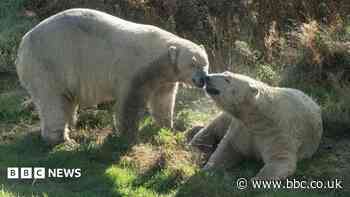 Polar bear returns to wildlife park after almost a year in Yorkshire