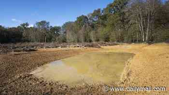 Historic woods FINALLY cleared of 40,000 tonnes of illegal rubbish after 15-month operation costing £16million