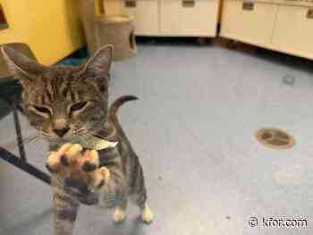 Moore animal shelter warns cat owners after first case of deadly bobcat fever