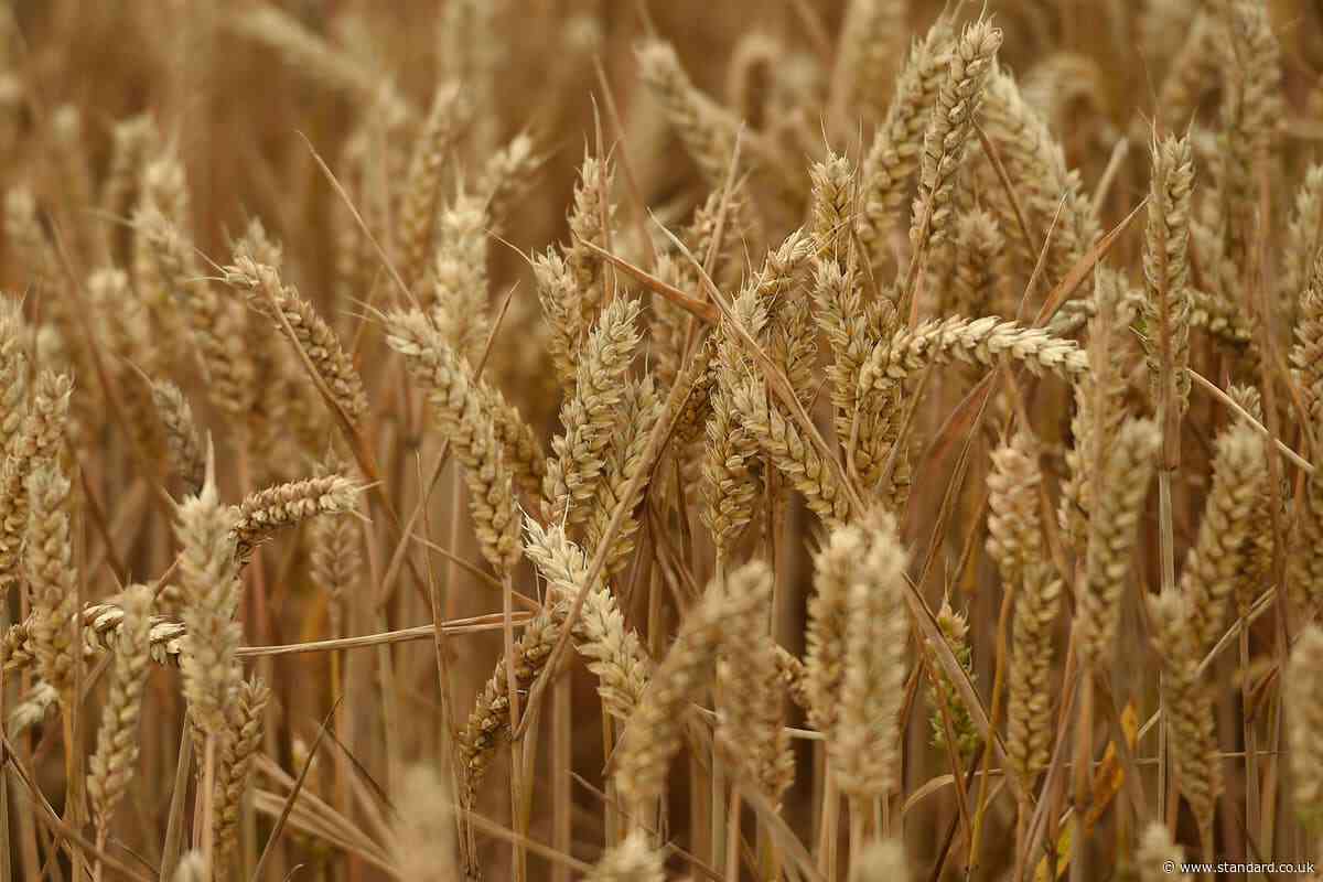 Naturally occurring fungus could help protect wheat from disease – study