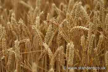 Naturally occurring fungus could help protect wheat from disease – study