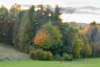 Risk of mosquito and midge-borne diseases in UK to be examined in new study