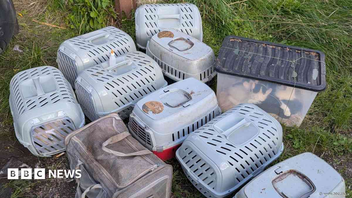 Dozens of cats found in boxes and dumped in alley