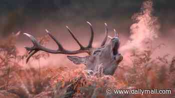 Chilly morning? Incredible photo snaps stag's warm breath as temperatures cooled down in London