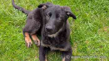 Six pups reporting for duty! Up-and-coming police dogs to start their training