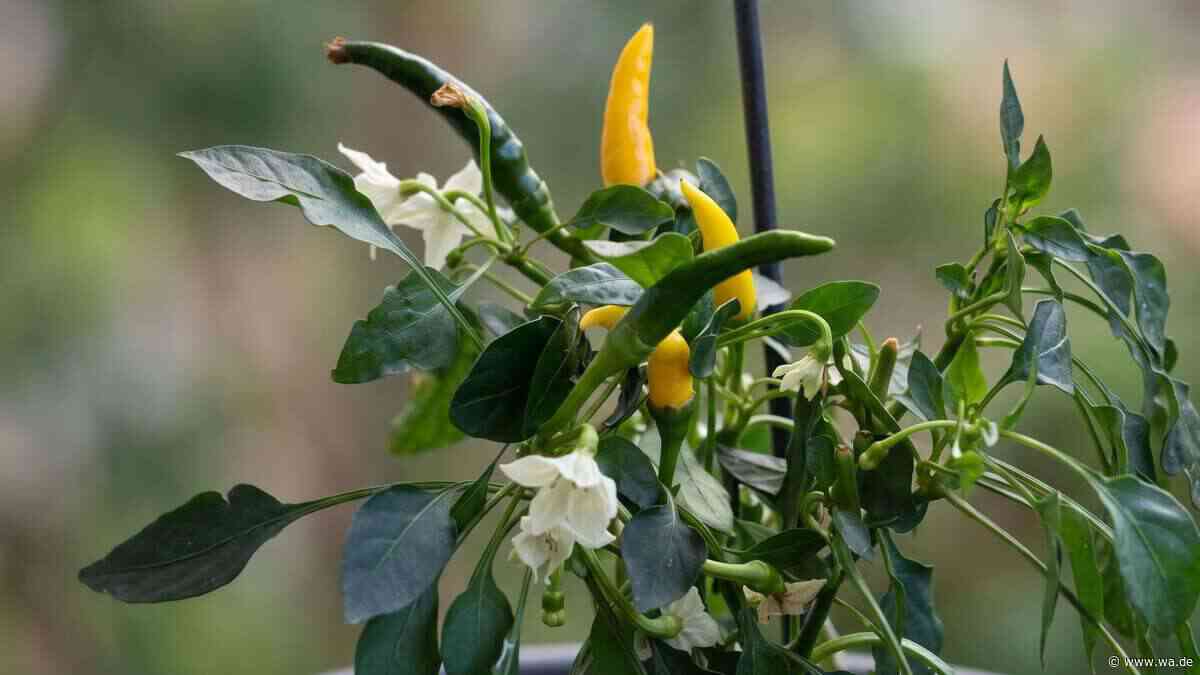 Bald kommt der Frost: Wann muss ich meine letzten Chilischoten ernten
