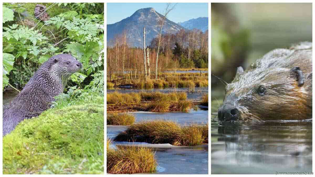 Jagd auf Biber und Fischotter: Warum der Kreistag die Freien Wähler zu ihren Ministern schickt