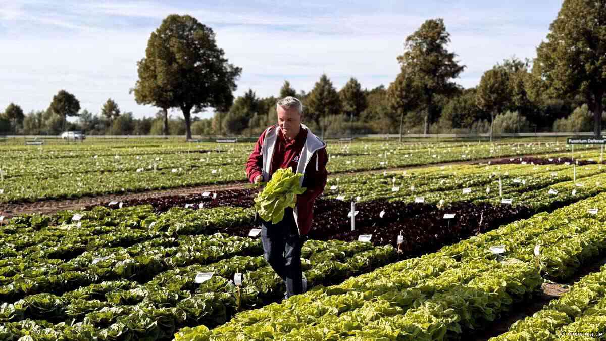 Super-Salat mit eingebauter Abwehr gegen gefürchteter Blattlaus – „Ich bin happy“