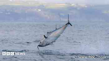 UK bluefin tuna comeback shows nature can recover, says WWF