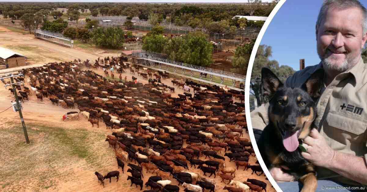Australia eyes premium market as Brazil rises to number one beef exporter