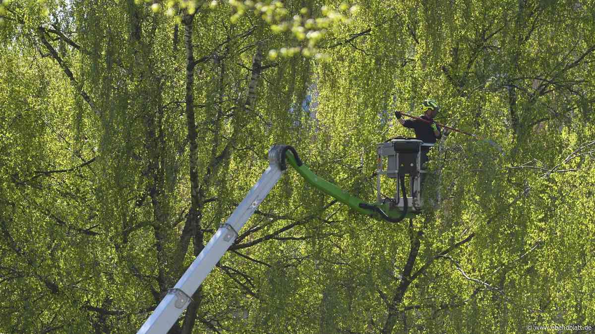 Streit um Grünpflege: HafenCity bekommt 8 Euro pro Quadratmeter, Bezirke 39 Cent