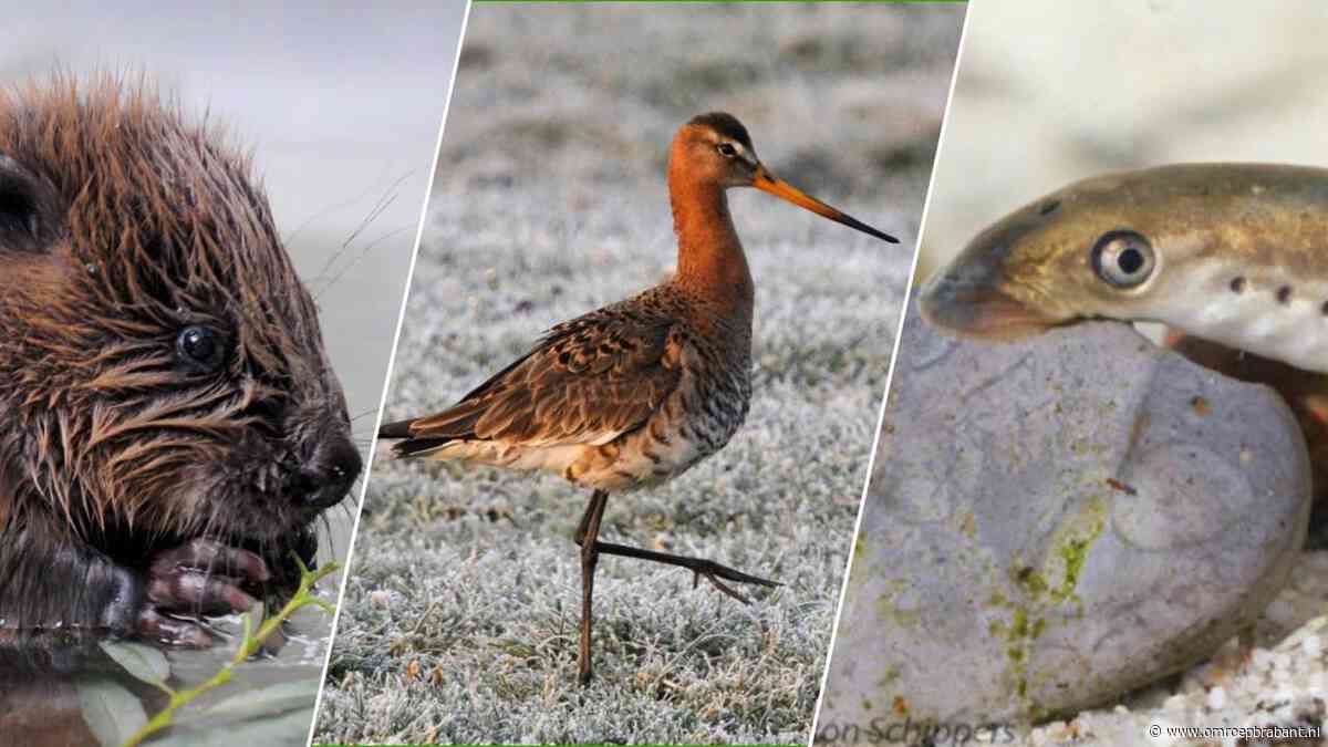 Droogte bedreigt veel Brabantse dieren, maar bever en otter keren terug