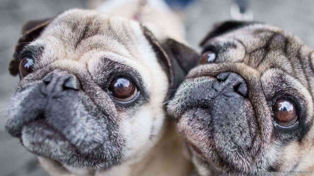 Qualzucht bei Hunden: Wenn Schönheit krank macht