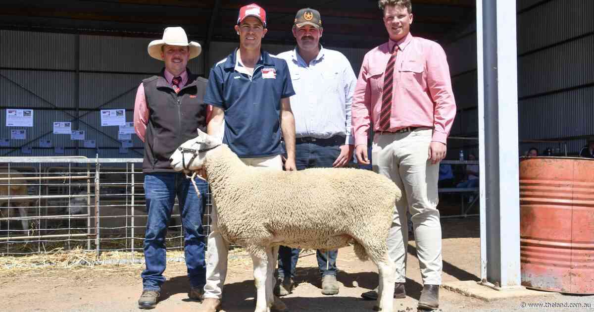 Record first-cross ewe prices drive buyers to the ring at Gleneith Border Leicesters