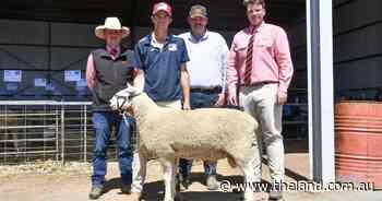 Record first-cross ewe prices drive buyers to the ring at Gleneith Border Leicesters