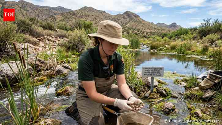 Arizona’s leopard frogs show signs of recovery across 19 sites by 2019