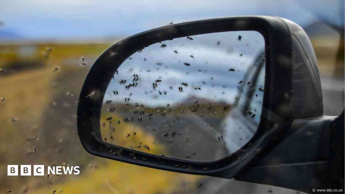 Midges' role in spreading disease to be investigated