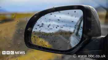 Midges' role in spreading disease to be investigated