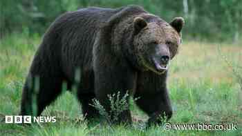 Bear kills man in home attack near Mongolian capital