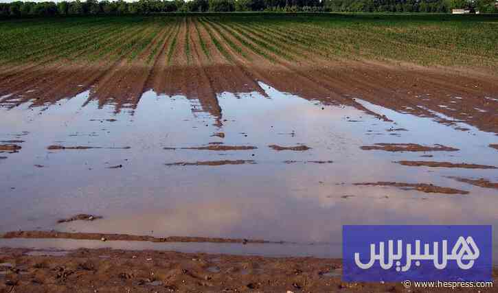 زخات مطرية تنعش آمال فلاحين مغاربة
