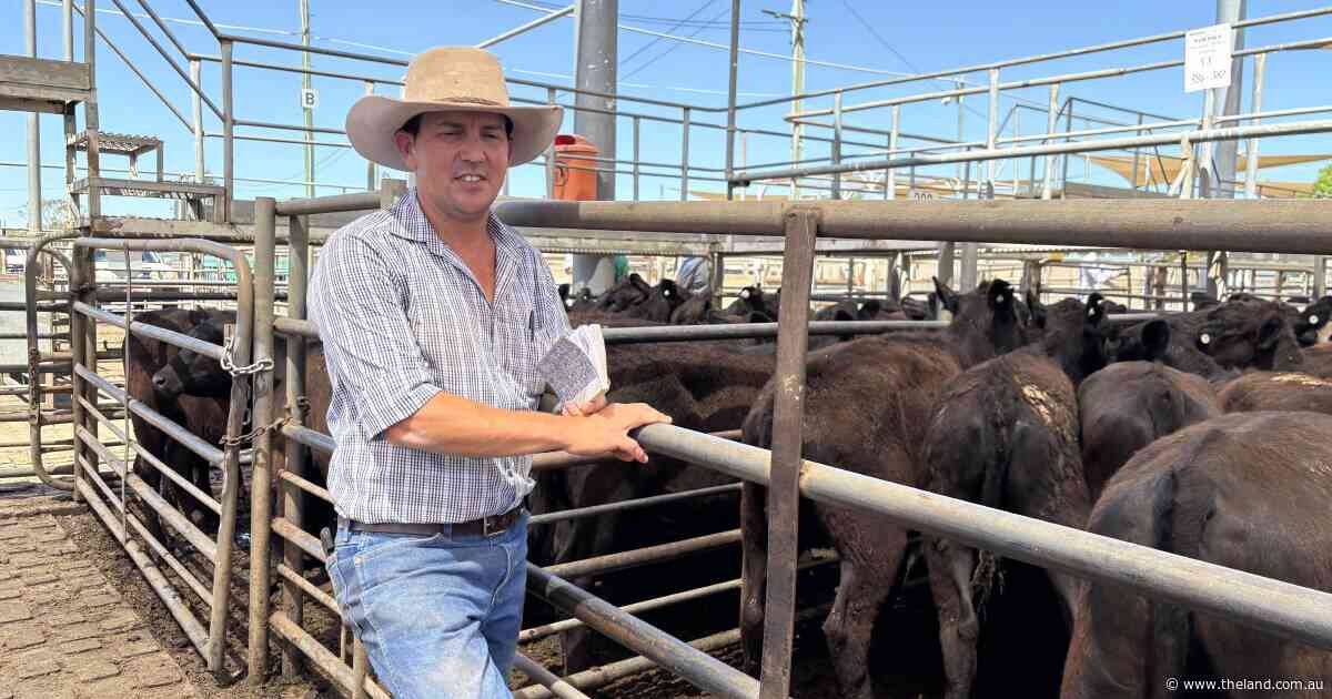 Strong competition drives Dubbo feature female sale to $3210 high