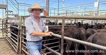 Strong competition drives Dubbo feature female sale to $3210 high