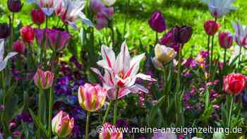 So nützlich sind Eierkartons zum Pflanzen von Tulpen