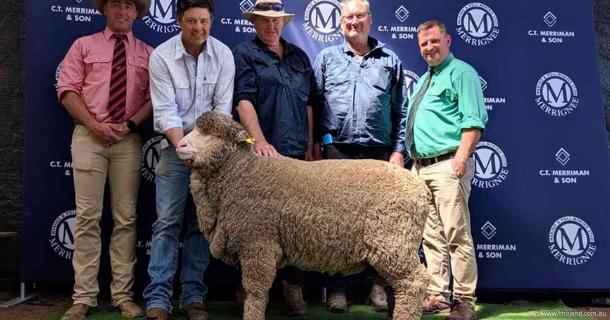 Top ram reaches five figures at Merrignee as buyers back fine wool traits