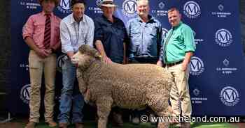 Top ram reaches five figures at Merrignee as buyers back fine wool traits
