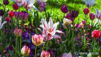 So nützlich sind Eierkartons zum Pflanzen von Tulpen