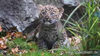 Leopardenbabys bei Hagenbeck geboren – warum ihr neues Gehege Probleme machte