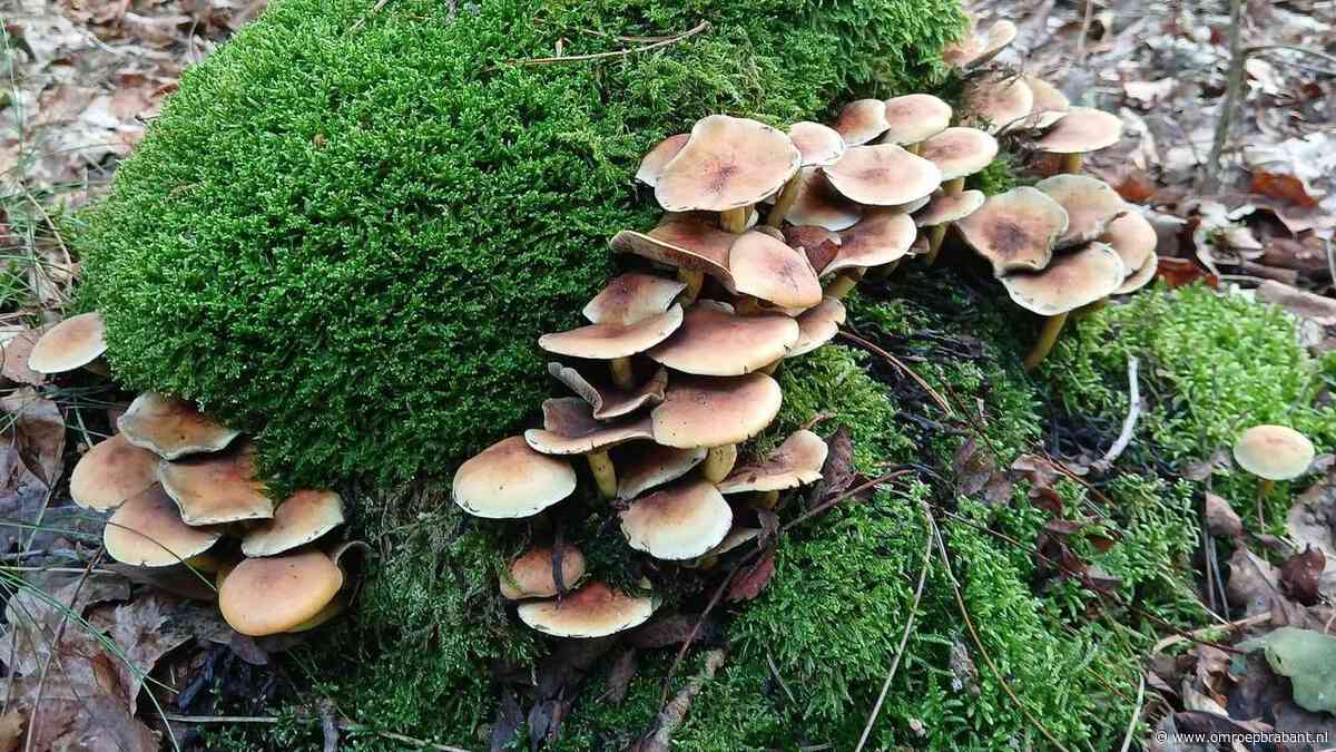 Herfstachtig weekend, maar begin komende week krijgen we zacht weer