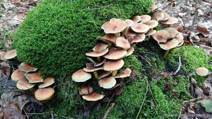 Herfstachtig weekend, maar begin komende week krijgen we zacht weer