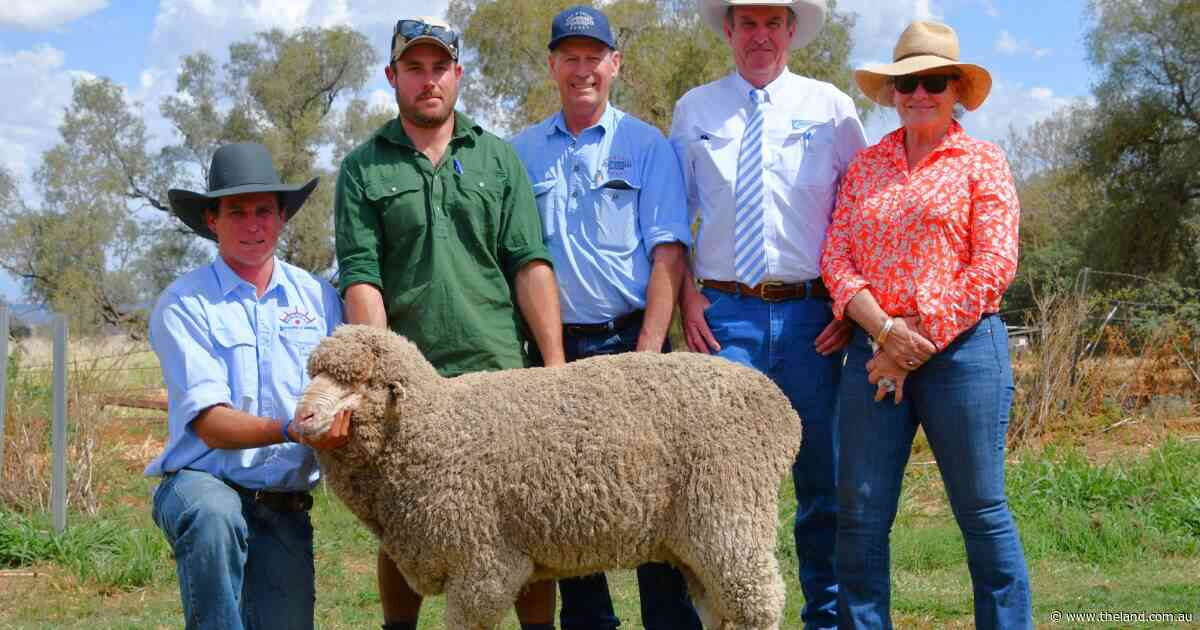 Capel legacy continues as Bungulla Merino rams set record average