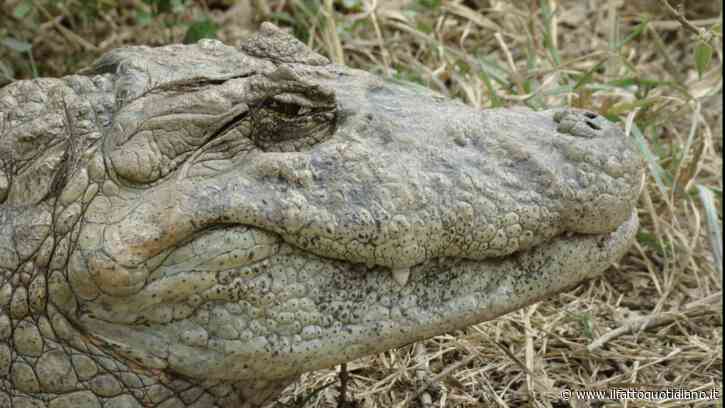 Strani rumori dal tombino, i passanti si avvicinano e dentro c’è un enorme caimano dal muso largo: panico in Brasile