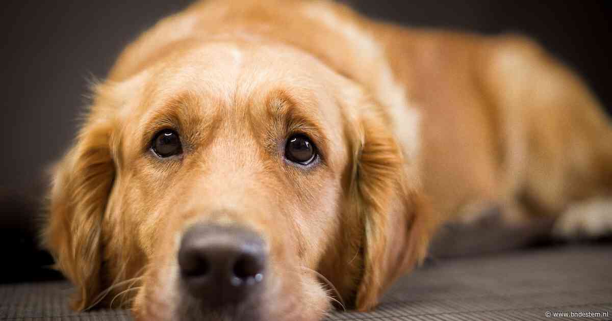Lezen voor een hond die nooit oordeelt: Boris helpt kinderen in bib Essen