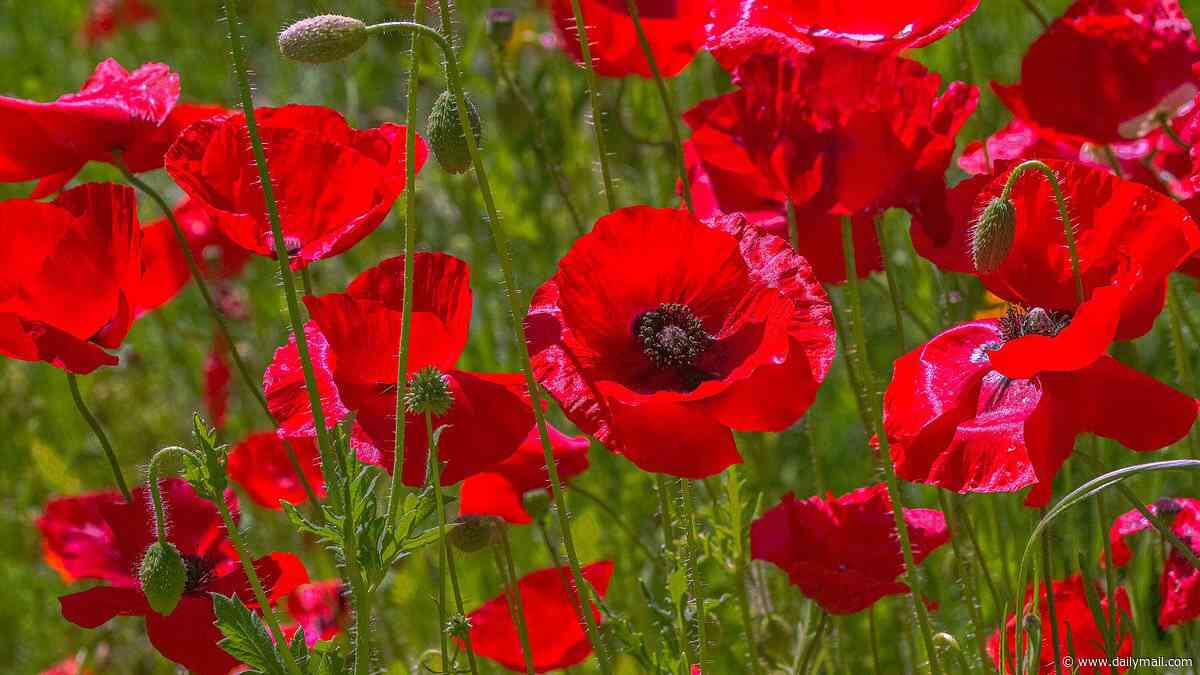 Forget the pharmacy - your garden might have the cure