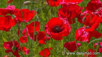 Forget the pharmacy - your garden might have the cure