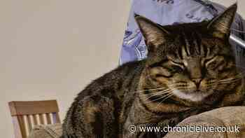 Three arrested after cat's tail allegedly posted through owner's letterbox