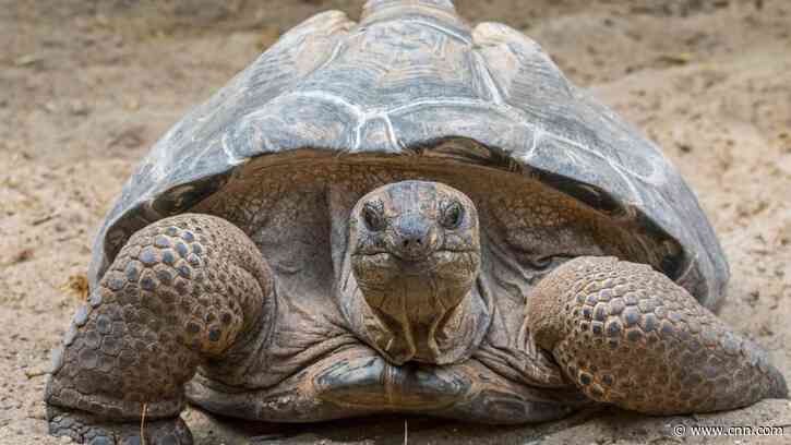Once near extinction, these giant tortoises now outnumber people in the Seychelles