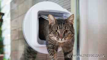 Cat owners told to make change to cat flap, doors and windows before November